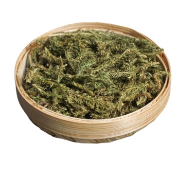 批发中草药伸筋草舒筋草当季新货大量现货量大从优