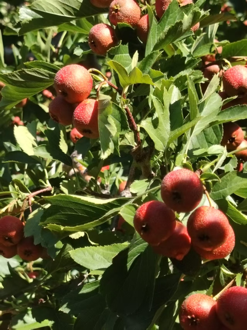 【代发全国】山东泰安七月红山楂现摘现发产地直供欢迎来电