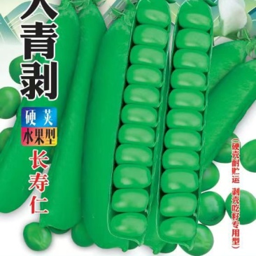 大青剥硬荚水果型豌豆种子长寿仁豌豆种子大田基地用