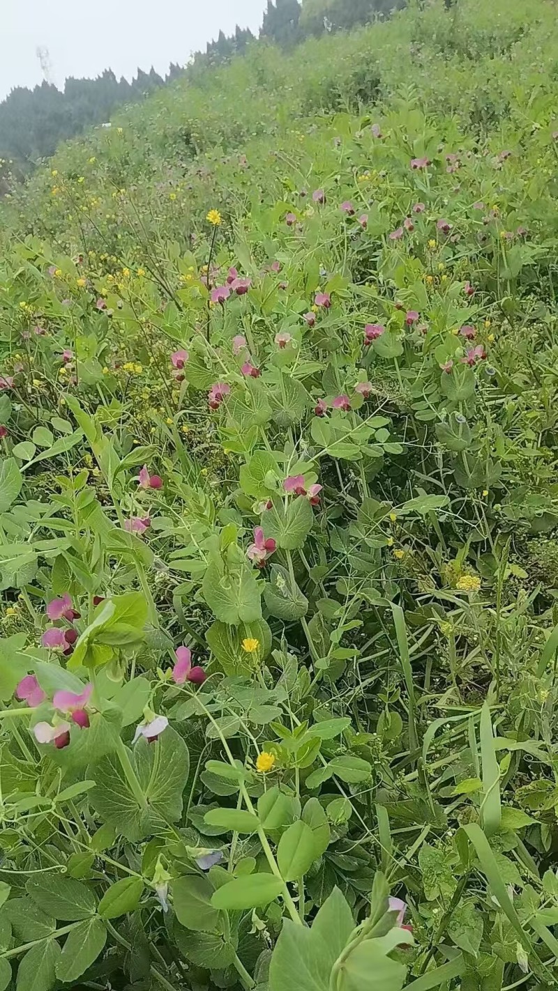604荷兰豆种子红花软荚豌豆种子双荚荷兰豆种子大田基地用