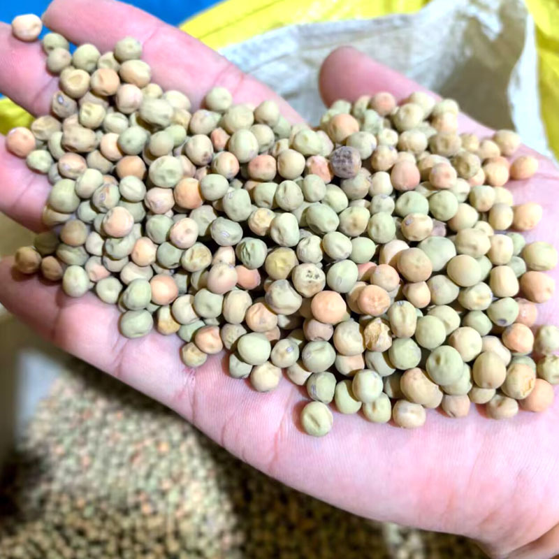 604荷兰豆种子红花软荚豌豆种子双荚荷兰豆种子大田基地用