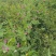 604荷兰豆种子红花软荚豌豆种子双荚荷兰豆种子大田基地用
