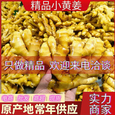 《小黄姜》山东原产地/常年批发/现货供应/代发代存