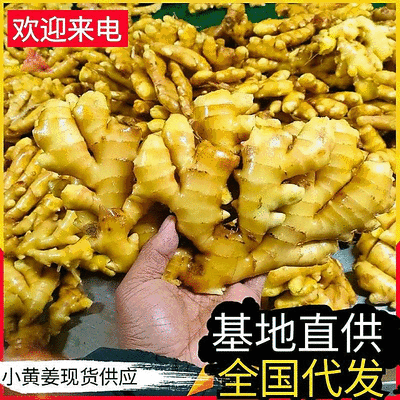《小黄姜》产地常年供应/坏烂包赔/市场加工厂电商平台