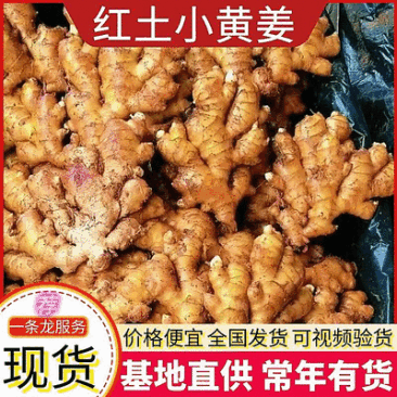云南红土小黄姜(小黄二黄)坏烂包赔/市场加工厂电商