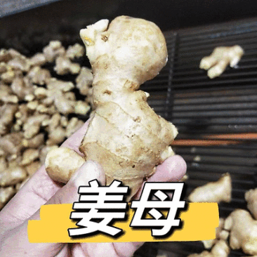 《姜母姜巴》产地常年供货/坏烂包赔/批发市场~电商~商超