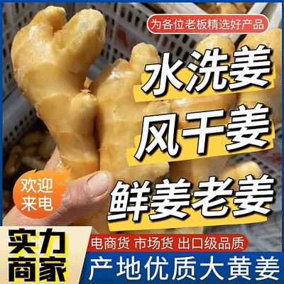 《山东大黄姜》生姜原产地发货（水洗姜风干姜）常年供应