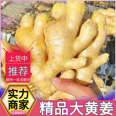 《精选》山东大黄姜（水洗姜风干姜）坏烂包赔/可全国发货