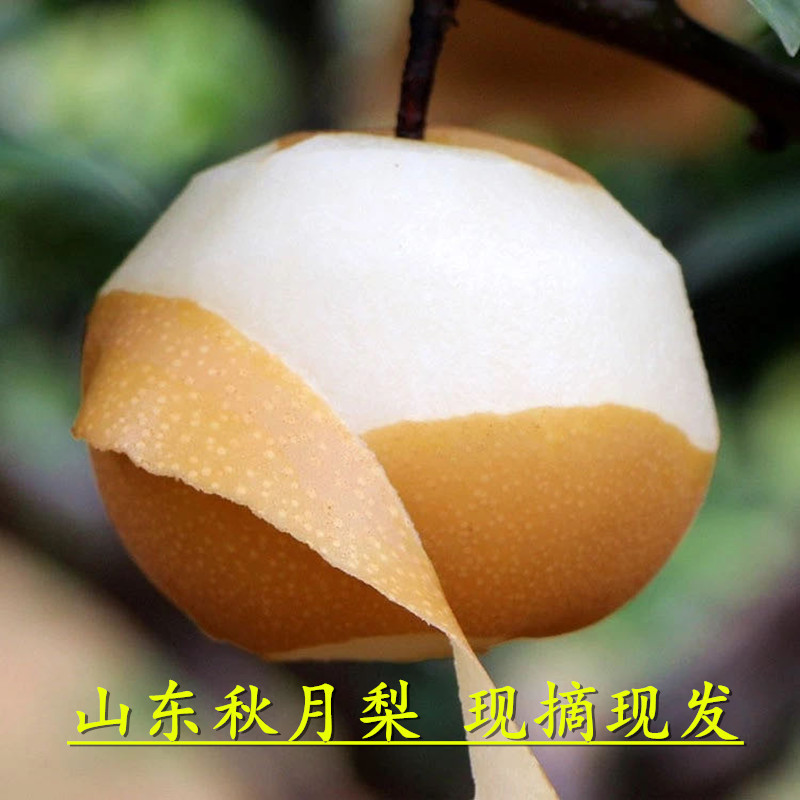 【山东网红秋月梨蜜梨】**级别酥梨爆汁细腻5斤新鲜水果代