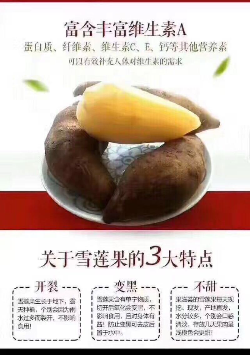【云南天山红泥雪莲果】口感脆嫩甘甜多汁9斤新鲜水果一件代