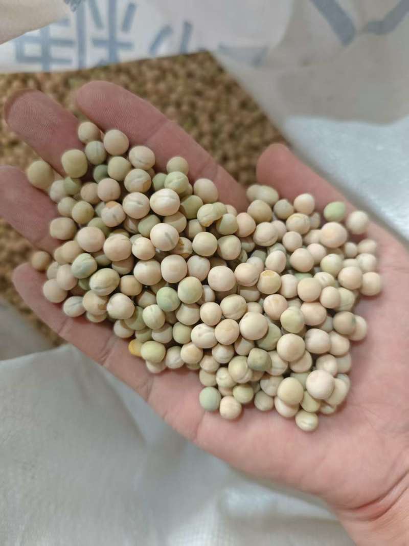 无须豌豆尖种子豌豆苗种子生长速度快采收期长大田基地用种