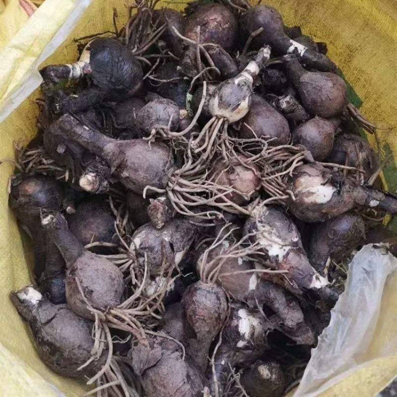 贵州遵义播州区石蒜红花石蒜产地直发全国量大从优