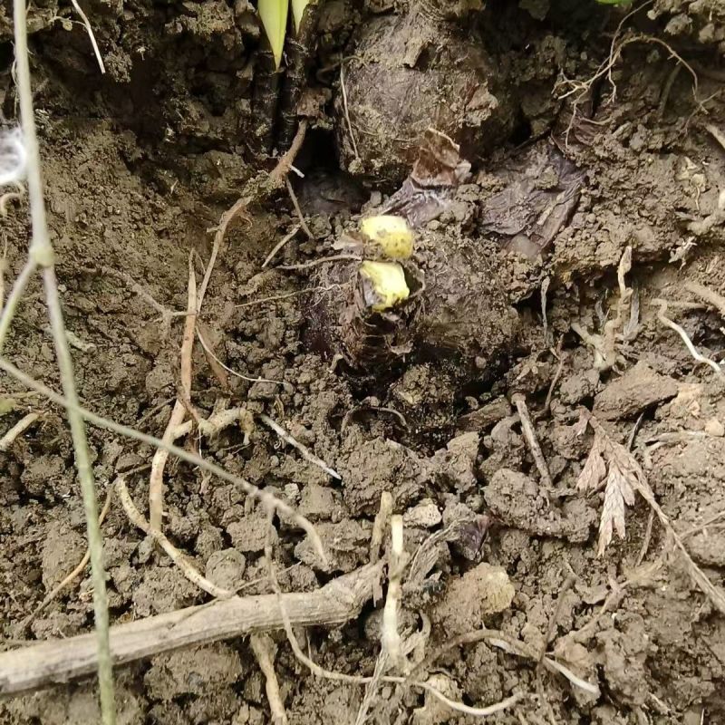 贵州遵义播州区石蒜红花石蒜产地直发全国量大从优