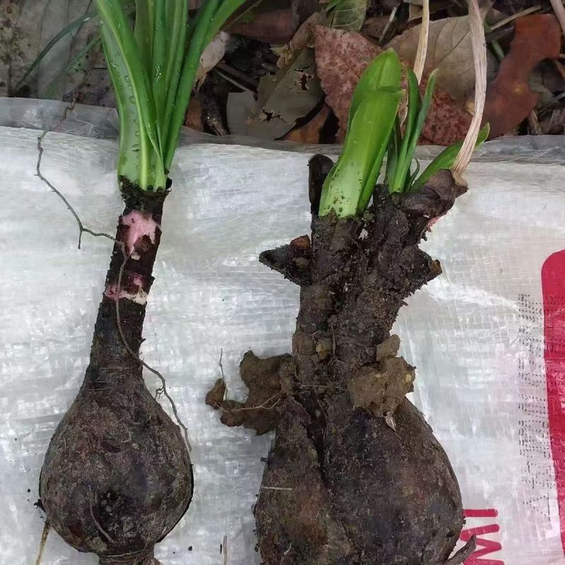 贵州遵义播州区石蒜红花石蒜产地直发全国量大从优