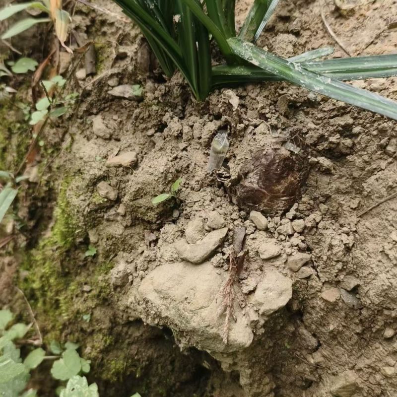 贵州遵义播州区石蒜红花石蒜产地直发全国量大从优