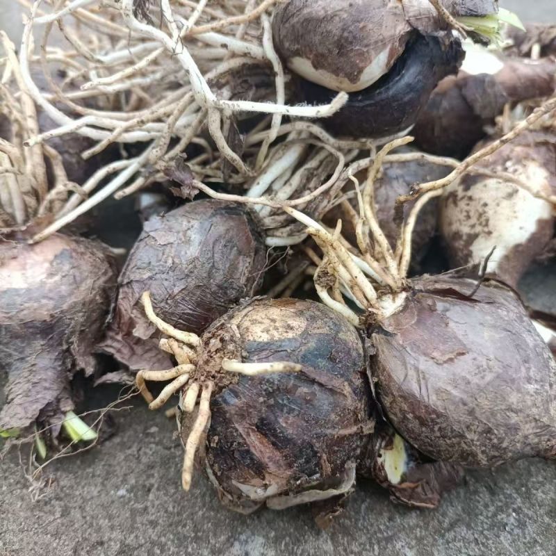 贵州遵义播州区石蒜红花石蒜产地直发全国量大从优