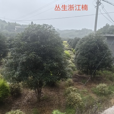 丛生浙江楠木大量供应产地现挖现发品质保证欢迎来电