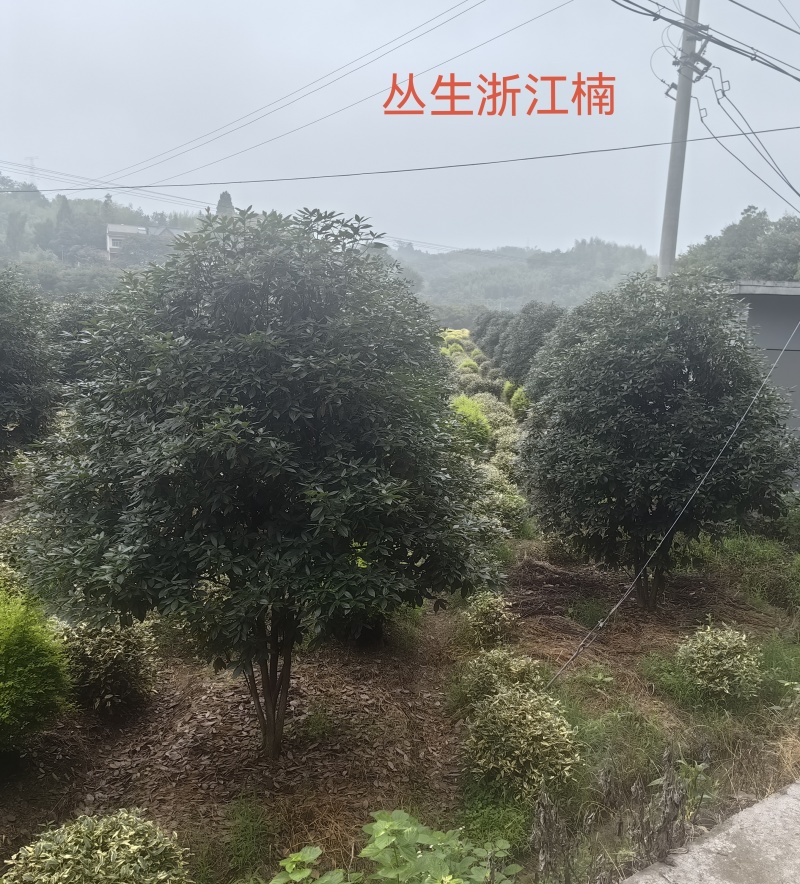丛生浙江楠木大量供应产地现挖现发品质保证欢迎来电