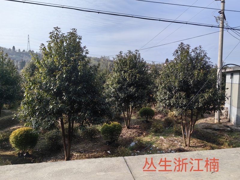 丛生浙江楠木大量供应产地现挖现发品质保证欢迎来电