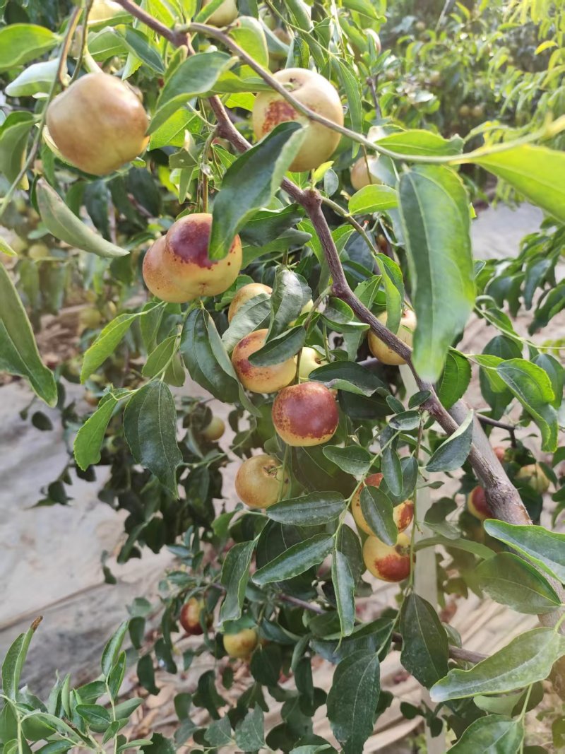 大荔冬枣现摘现发按要求分拣打包全国运输有纸箱泡沫箱礼品盒