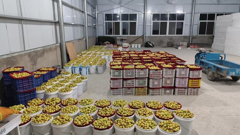 陕西渭南大荔冬枣大小规格齐全货量大甜度高口感脆甜接电商代发