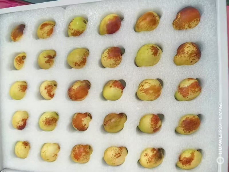 陕西渭南大荔冬枣大小规格齐全货量大甜度高口感脆甜接电商代发