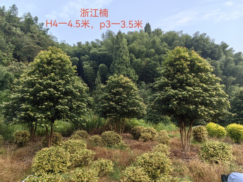 丛生浙江楠木大量供应产地现挖现发品质保证欢迎来电