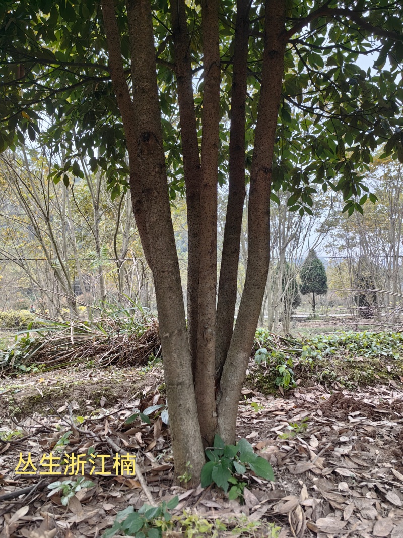 丛生浙江楠木大量供应产地现挖现发品质保证欢迎来电
