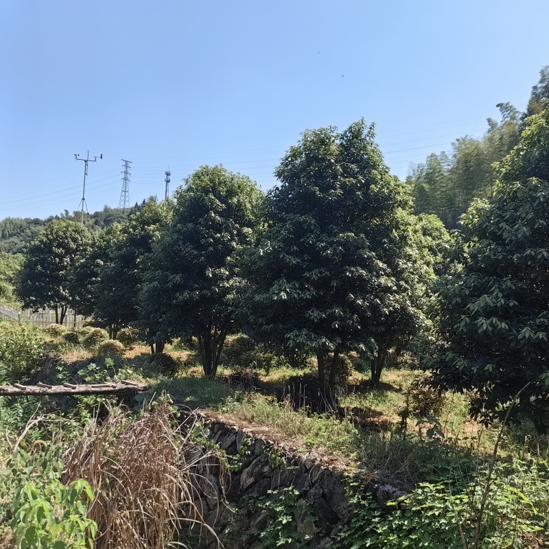 丛生浙江楠木大量供应产地现挖现发品质保证欢迎来电