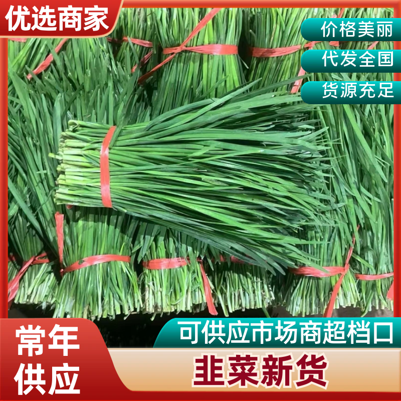 韭菜精品韭菜产地直供现割现发对接工厂全国市场等