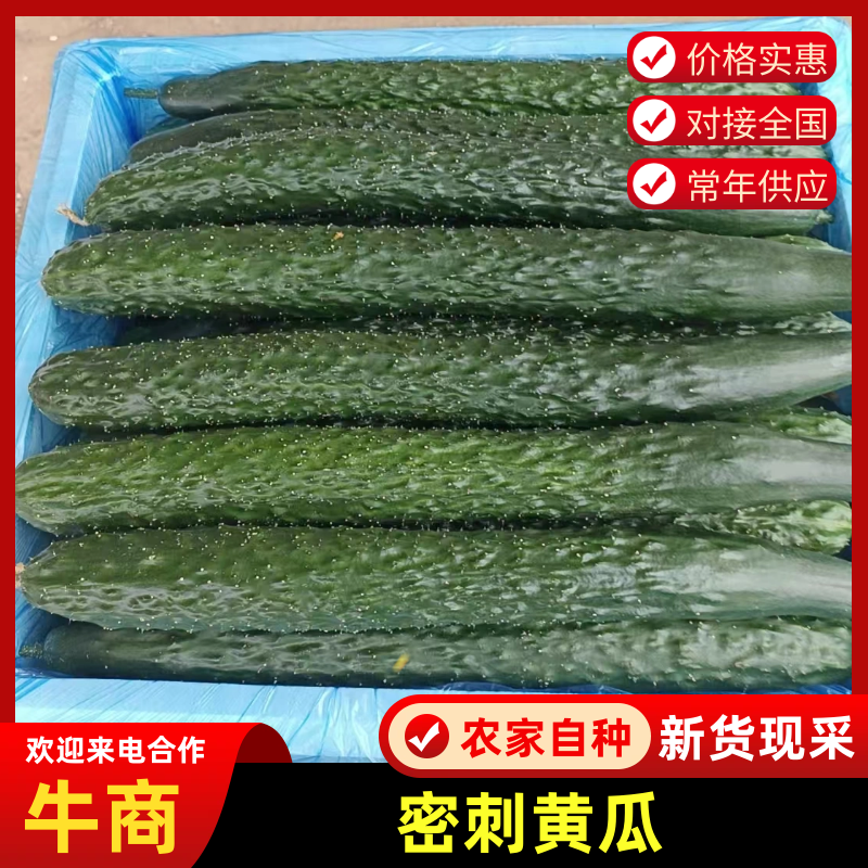 黄瓜精品黄瓜密刺黄瓜产地直发质量保证按需包装