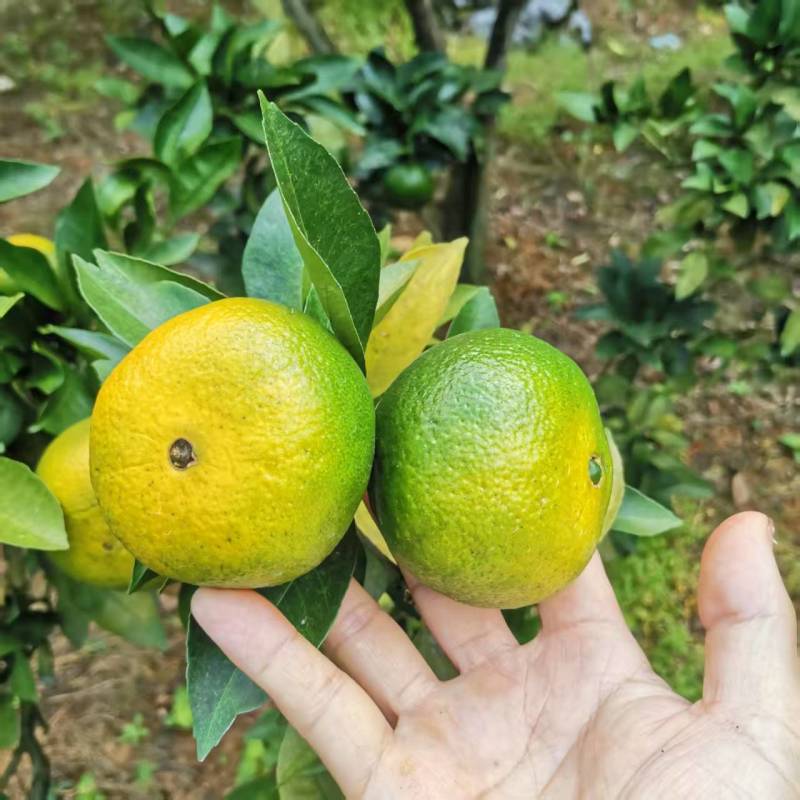 特早蜜橘果色靓丽口感好承接加工电商一件代发社区团购直播