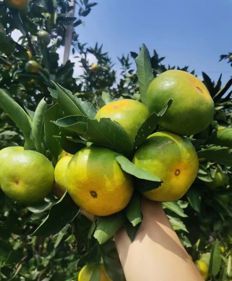 特早蜜橘果色靓丽口感好承接加工电商一件代发社区团购直播