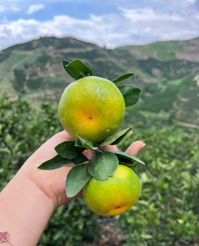特早蜜橘果色靓丽口感好承接加工电商一件代发社区团购直播