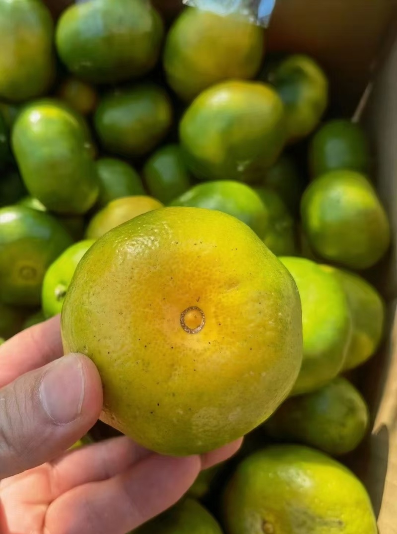 特早蜜橘果色靓丽口感好承接加工电商一件代发社区团购直播