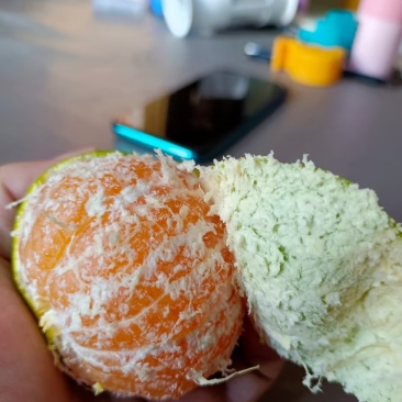 湖南蜜橘特早蜜橘大芬四号现摘现发。