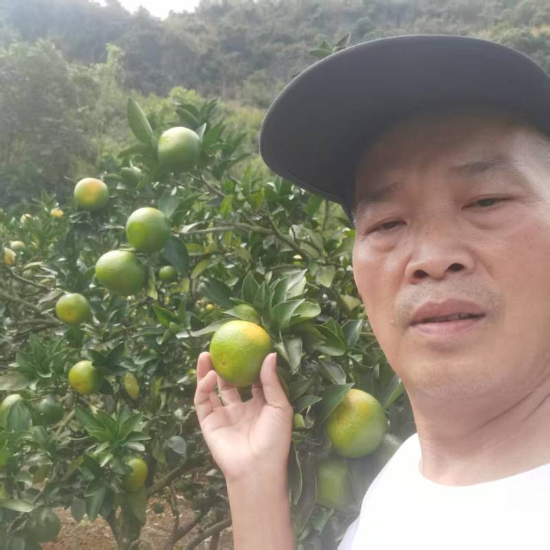 湖南蜜橘特早蜜橘大芬四号现摘现发。