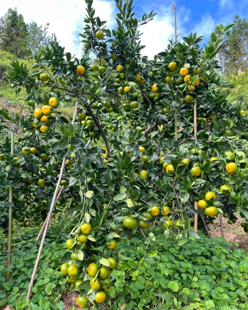 湖南蜜橘特早蜜橘大芬四号现摘现发。