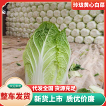 山西太谷玲珑黄心菜，无虫眼，质量保证！产地直发价格美丽