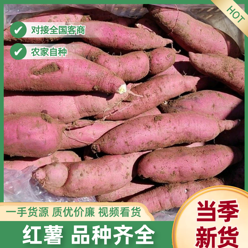山西太谷沙地红薯品种多量大欢迎联系产地直发