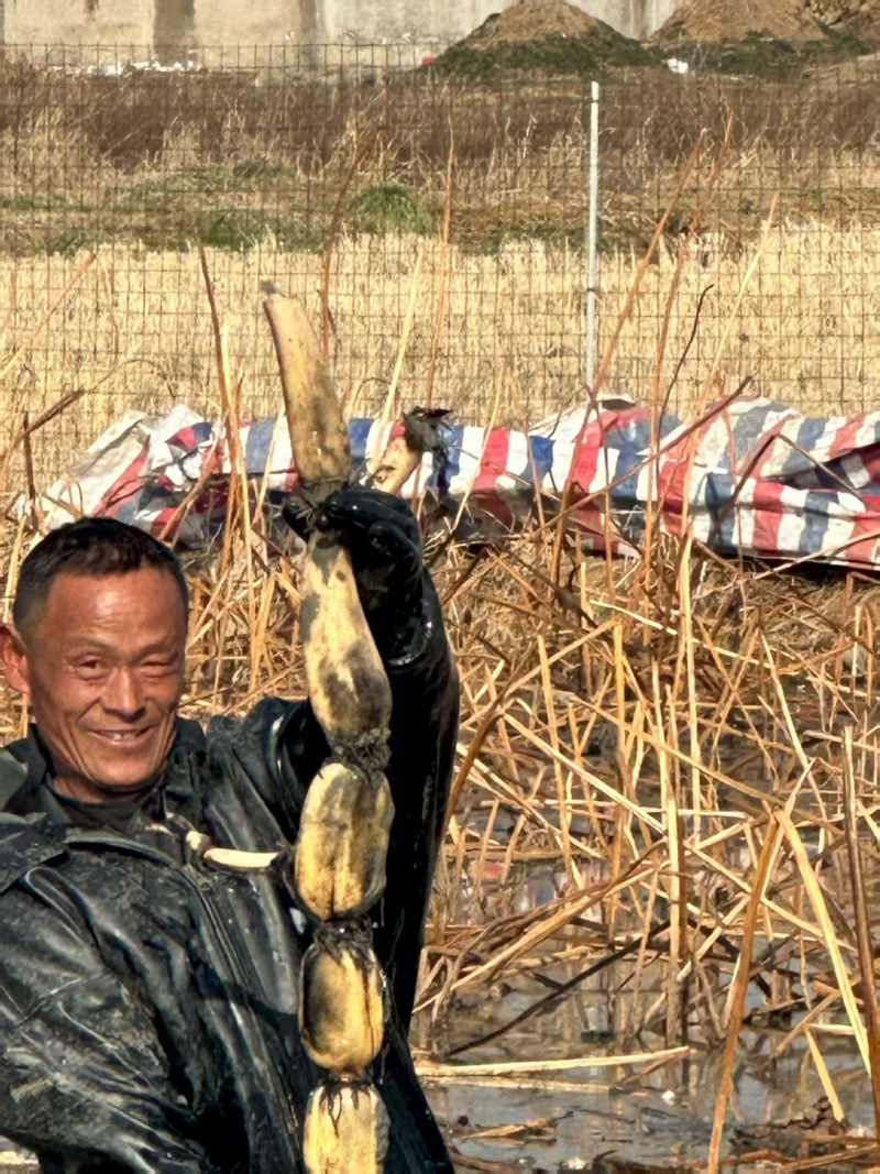 【精品莲藕】淮南有机莲藕基地直发量大从优代发全国市场