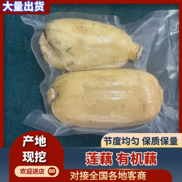 【精品莲藕】淮南有机莲藕基地直发量大从优代发全国市场