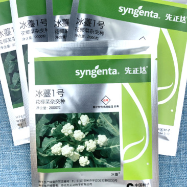 先正达进口冰薹1号花椰菜杂交种子甜脆薹用花椰菜种子籽
