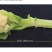 先正达进口冰薹1号花椰菜杂交种子甜脆薹用花椰菜种子籽