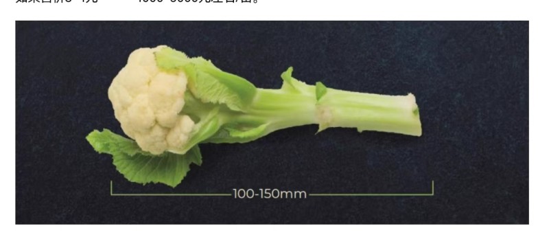 先正达进口冰薹1号花椰菜杂交种子甜脆薹用花椰菜种子籽