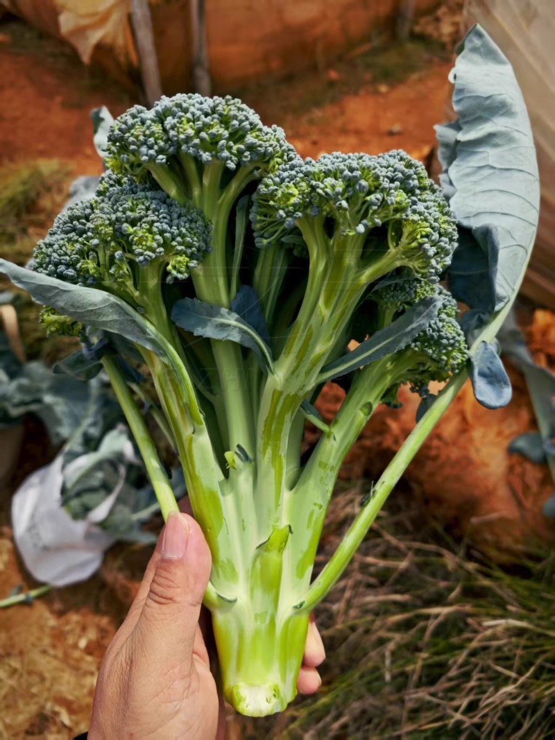 先正达进口婉翠2号青花菜种子松花型青花菜种籽早熟蔬菜种孑