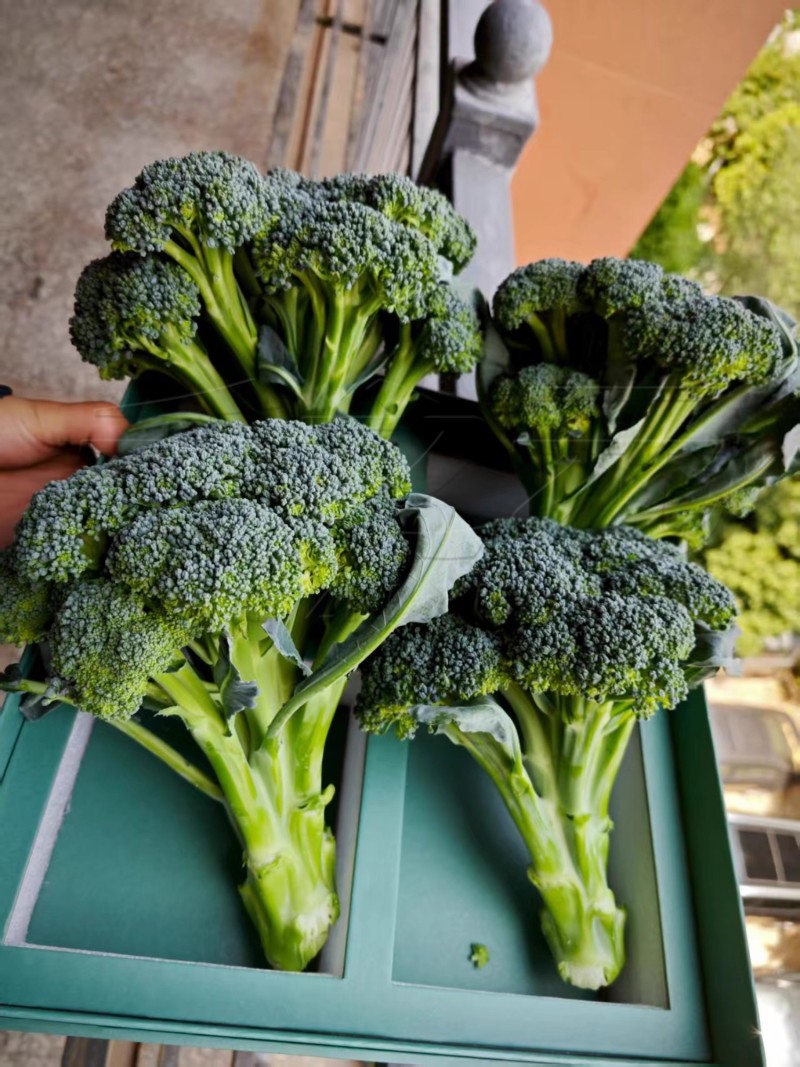 先正达进口婉翠2号青花菜种子松花型青花菜种籽早熟蔬菜种孑