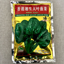速生大叶菠菜种子杂交叶厚浓绿红根高产旺盛春秋冬季
