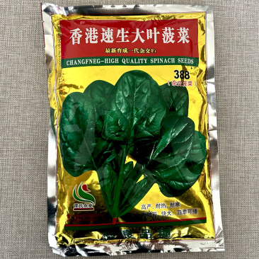 速生大叶菠菜种子杂交叶厚浓绿红根高产旺盛春秋冬季