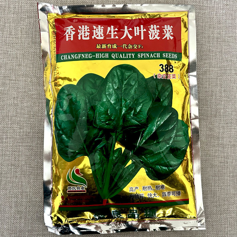 速生大叶菠菜种子杂交叶厚浓绿红根高产旺盛春秋冬季